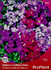 Семена за Аубриета Хибрид Микс, ProPlant, 0.2 гр | Дом и Градина  - Плевен - image 0