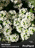 Семена за Бял Алисум, ProPlant, 1 гр. | Дом и Градина  - Плевен - image 0