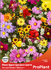 Семена за Микс Едногодишни Цветя, 2 гр | Дом и Градина  - Плевен - image 0