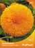 Семена за Хелиантус Мини, ProPlant, 2 гр | Дом и Градина  - Плевен - image 0