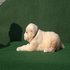 Малки кученца Алабай Alabai Средно Азиатска Овчарка | Кучета  - Стара Загора - image 2