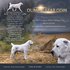 Малки кученца Алабай Alabai Средно Азиатска Овчарка | Кучета  - Стара Загора - image 10