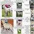 Малки кученца Алабай Alabai Средно Азиатска Овчарка | Кучета  - Стара Загора - image 11