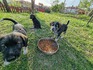 Подарявам кученца | Кучета  - София-град - image 2
