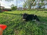Подарявам кученца | Кучета  - София-град - image 4