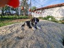 Подарявам кученца | Кучета  - София-град - image 5
