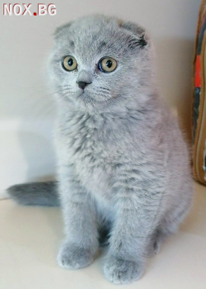 Продавам шотландски клепоухи котета | Котки | Варна