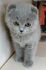 Продавам шотландски клепоухи котета | Котки  - Варна - image 2