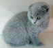 Продавам шотландски клепоухи котета | Котки  - Варна - image 1