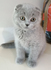 Продавам шотландски клепоухи котета | Котки  - Варна - image 3