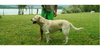 Лабрадор ретривър кученца- продавам малки кученца | Кучета  - Стара Загора - image 8