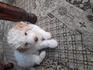 Малки кученца ларгото Романьоли | Кучета  - Пловдив - image 4