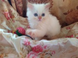 Персийски дългокосмести многоцветни разкошни чаровни любимци!-Котки