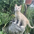 Подарявам мъжки котенца | Котки  - Добрич - image 1