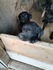 Лабрадор ритривър | Кучета  - Разград - image 2