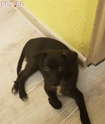 2,5 месеца-смесена порода | Кучета | Пловдив