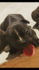 Френски булдог | Кучета  - Сливен - image 0