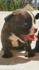 Френски булдог | Кучета  - Сливен - image 1
