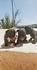 Френски булдог | Кучета  - Сливен - image 3