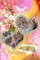 Персийски дългокосмести многоцветни разкошни чаровни любимци!-Котки