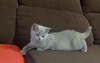 Продавам чистокръвно британско котенце | Котки  - Стара Загора - image 0