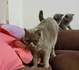 Продавам чистокръвно британско котенце | Котки  - Стара Загора - image 2
