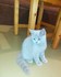 Продавам чистокръвно британско котенце | Котки  - Стара Загора - image 1
