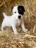 Малки Джак Ръсел Териери | Кучета  - Перник - image 0