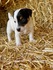 Малки Джак Ръсел Териери | Кучета  - Перник - image 2