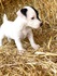 Малки Джак Ръсел Териери | Кучета  - Перник - image 4