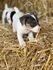 Малки Джак Ръсел Териери | Кучета  - Перник - image 5