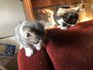 Подаряваме две котенца | Котки  - Стара Загора - image 6