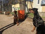 Продавам Доберманчета | Кучета  - Варна - image 2