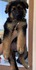 Чистокръвни немски овчарки | Кучета  - Бургас - image 1