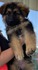 Чистокръвни немски овчарки | Кучета  - Бургас - image 3