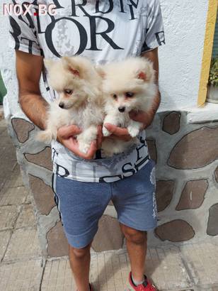 Продавам кученца померан шпиц | Кучета | Пловдив