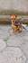 Мъжки пинчер | Кучета  - Хасково - image 0