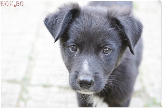 Подаряват се кученца от майка каракачанка | Кучета | Кюстендил