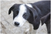 Подаряват се кученца от майка каракачанка | Кучета  - Кюстендил - image 1