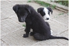 Подаряват се кученца от майка каракачанка | Кучета  - Кюстендил - image 4
