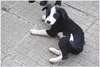 Подаряват се кученца от майка каракачанка | Кучета  - Кюстендил - image 5