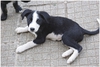 Подаряват се кученца от майка каракачанка | Кучета  - Кюстендил - image 6