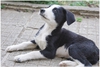 Подаряват се кученца от майка каракачанка | Кучета  - Кюстендил - image 7