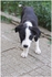Подаряват се кученца от майка каракачанка | Кучета  - Кюстендил - image 9