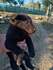 Продавам кученца Източно европейски овчарки | Кучета  - София - image 1