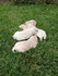 Малки кученца голдън ретривър | Кучета  - Стара Загора - image 3