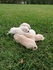 Малки кученца голдън ретривър | Кучета  - Стара Загора - image 1