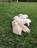 Малки кученца голдън ретривър | Кучета  - Стара Загора - image 2