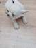 Френски булдочета | Кучета  - Пазарджик - image 7