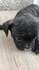 Френски булдочета | Кучета  - Пазарджик - image 5